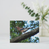 Eichelhäher Briefkaart (Staand voorkant)