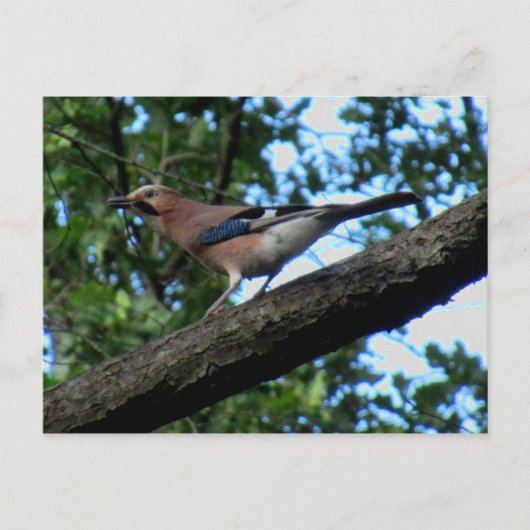 Eichelhäher Briefkaart (Voorkant)