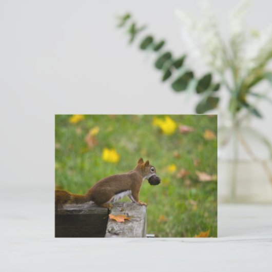 Eichhörnchen-Dieb/eekhoorndief Briefkaart (Staand voorkant)