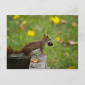 Eichhörnchen-Dieb/eekhoorndief Briefkaart (Voorkant)