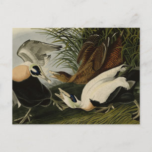 Eider Duck, Common Eider, Audubon Birds of America Briefkaart