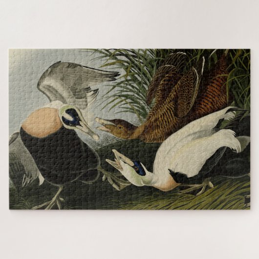 Eider Duck, Common Eider, Audubon Birds of America Legpuzzel (Horizontaal)
