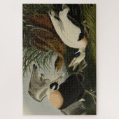 Eider Duck, Common Eider, Audubon Birds of America Legpuzzel (Verticaal)