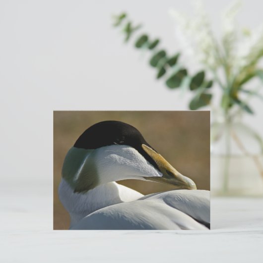 Eidereend Briefkaart (Staand voorkant)