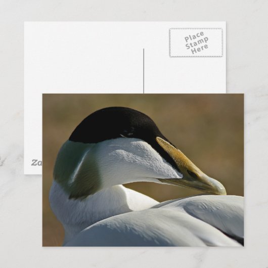 Eidereend Briefkaart (Voorkant / Achterkant)