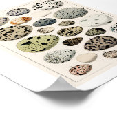  EIEREN 1843 ILLUSTRATIE POSTER (Hoek)