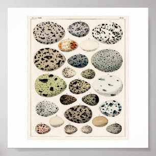 EIEREN 1843 ILLUSTRATIE POSTER