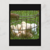 Eieren Briefkaart (Voorkant)