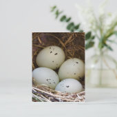 Eieren en nesten briefkaart (Staand voorkant)
