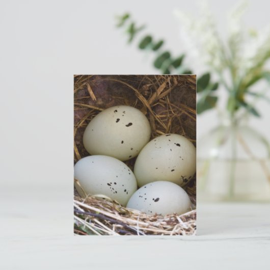 Eieren en nesten briefkaart (Staand voorkant)