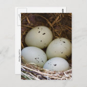 Eieren en nesten briefkaart (Voorkant / Achterkant)