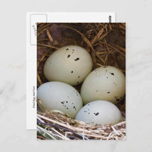 Eieren en nesten briefkaart (Voorkant / Achterkant)