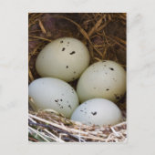 Eieren en nesten briefkaart (Voorkant)