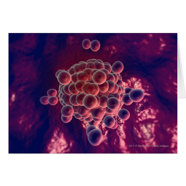 Eieren in een eicel (Voorkant Horizontaal)