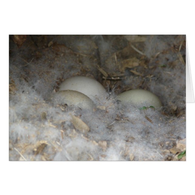 Eieren in een nest (Voorkant Horizontaal)