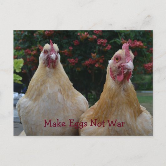 Eieren maken geen oorlog... Buff Orpington Hens Br Briefkaart (Voorkant)