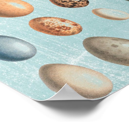  eieren poster (Hoek)