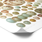 Eieren van Europese vogels 1800  Poster (Hoek)