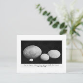 Eieren van vederreuzen briefkaart (Staand voorkant)