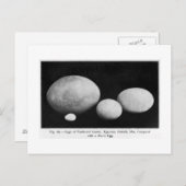 Eieren van vederreuzen briefkaart (Voorkant / Achterkant)