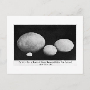 Eieren van vederreuzen briefkaart