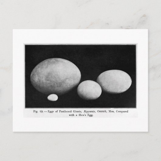 Eieren van vederreuzen briefkaart (Voorkant)