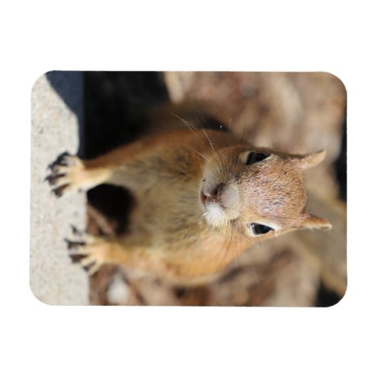 Eierkant Magneet (Horizontaal)