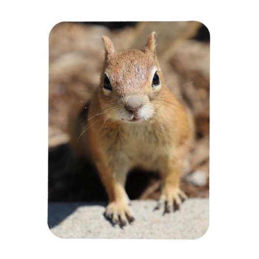 Eierkant Magneet (Verticaal)