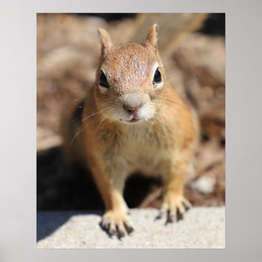 Eierkant Poster (Voorkant)