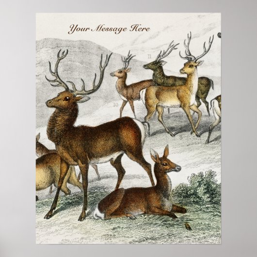 Eigen naam Red Deer Hart, Hind, Roebuck Musk Deer Poster (Voorkant)