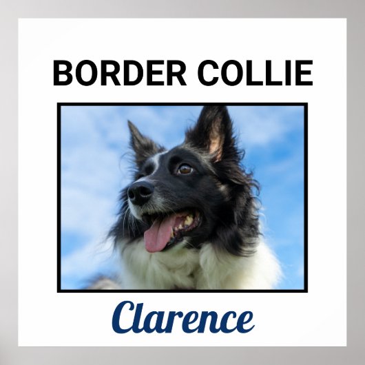 Eigen Poster voor randCollie (Voorkant)