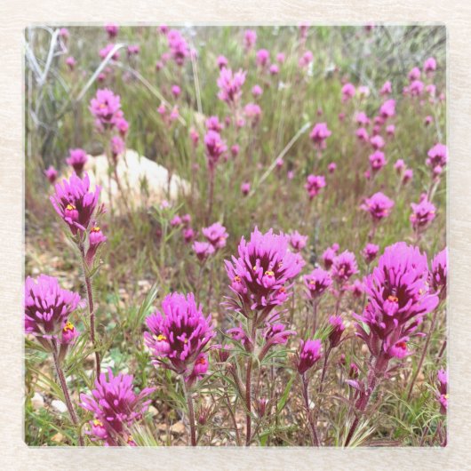 Eigenaar van Clover Flowers Pink Blooms Meadow Glazen Onderzetter (Voorkant)