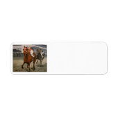 Eigenaars van prachtige paarden uit de Ras van Cla Etiket (Voorkant)