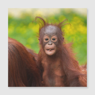 Eigenzinnige charme van een orang-oetan Baby