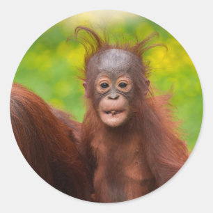 Eigenzinnige charme van een orang-oetan Baby Ronde Sticker