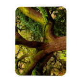 Eik Magneet (Verticaal)