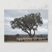 Eik met wijnvaten, Doce Robles Briefkaart (Voorkant)