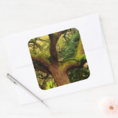 Eik Vierkante Sticker (Envelop)