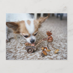 Eikel die chihuahua voeden briefkaart