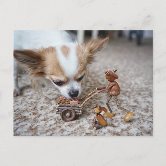 Eikel die chihuahua voeden briefkaart (Voorkant)