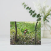Eikel Elf Ontspant op Blad Hangmat Ansichtkaart Briefkaart (Staand voorkant)
