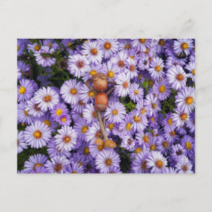 Eikel in de bloemen briefkaart