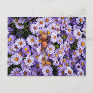 Eikel in de bloemen briefkaart