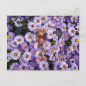 Eikel in de bloemen briefkaart (Voorkant)