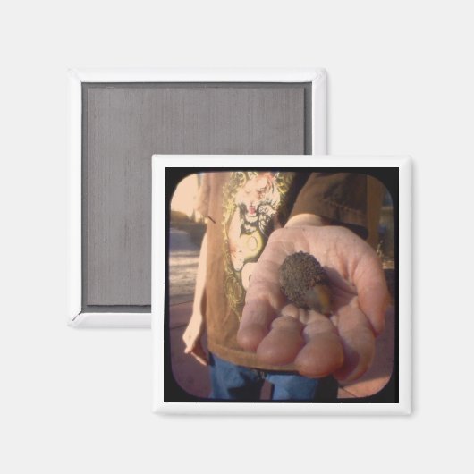 Eikel? Magneet (Voorkant / Achterkant)