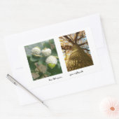 Eikels voor Oaks Sticker (Envelop)
