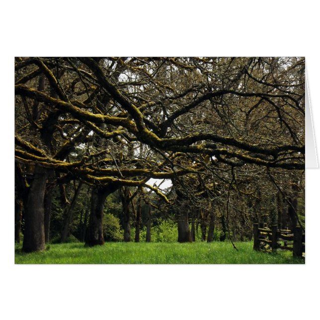 eiken, 2 (Voorkant Horizontaal)