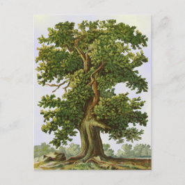 eiken boom Briefkaart