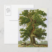  eiken boom Briefkaart (Voorkant / Achterkant)