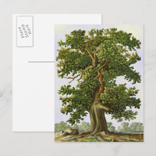  eiken boom Briefkaart (Voorkant / Achterkant)